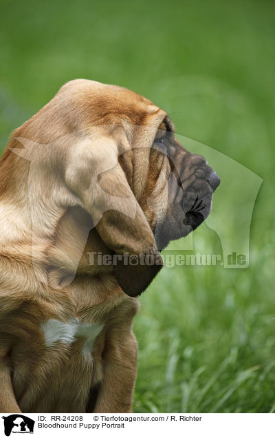 Bloodhound Puppy Portrait / RR-24208