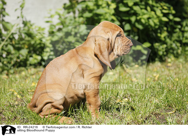sitting Bloodhound Puppy / RR-24216