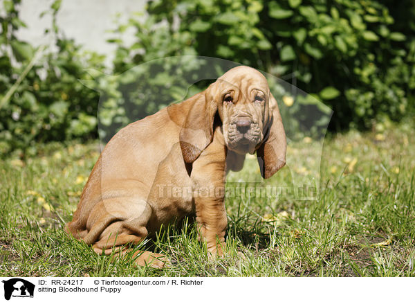 sitting Bloodhound Puppy / RR-24217