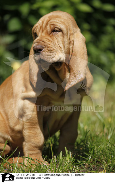 sitzender Bluthund Welpe / sitting Bloodhound Puppy / RR-24218