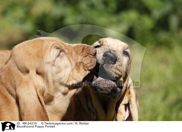Bloodhound Puppy Portrait / RR-24219