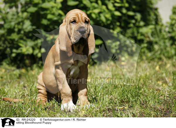 sitzender Bluthund Welpe / sitting Bloodhound Puppy / RR-24220
