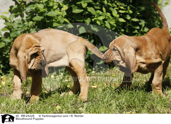 Bluthunde Welpen / Bloodhound Puppies / RR-24226