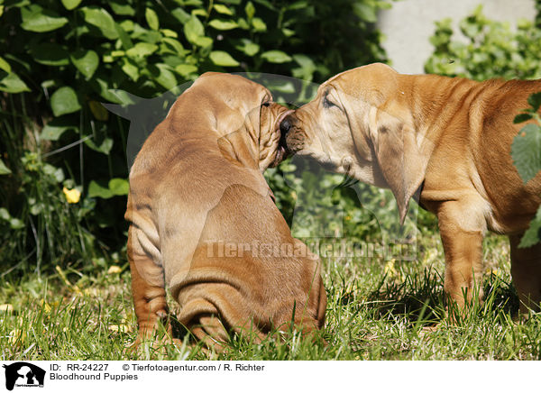 Bluthunde Welpen / Bloodhound Puppies / RR-24227