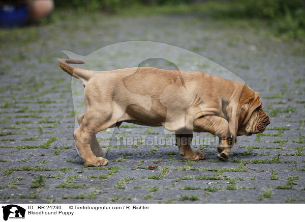 Bluthund Welpe / Bloodhound Puppy / RR-24230