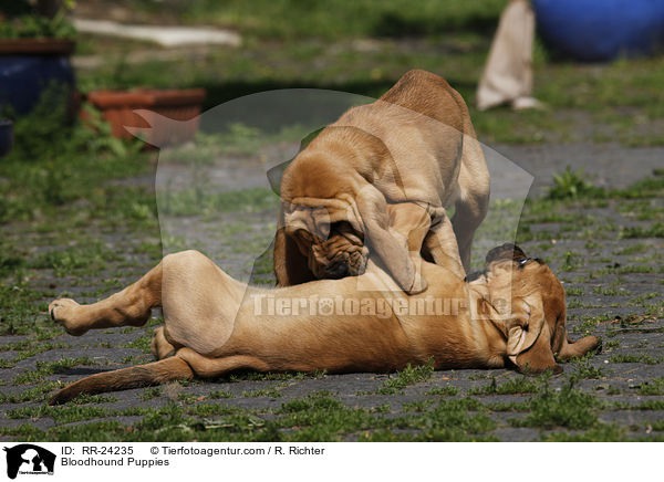 Bluthunde Welpen / Bloodhound Puppies / RR-24235