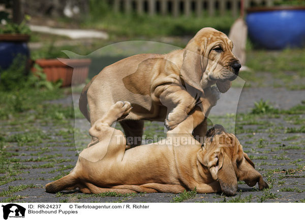 Bluthunde Welpen / Bloodhound Puppies / RR-24237