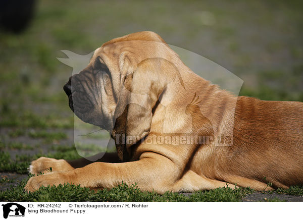 liegender Bluthund Welpe / lying Bloodhound Puppy / RR-24242