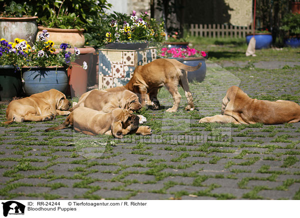 Bluthunde Welpen / Bloodhound Puppies / RR-24244