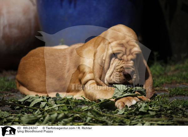 liegender Bluthund Welpe / lying Bloodhound Puppy / RR-24247