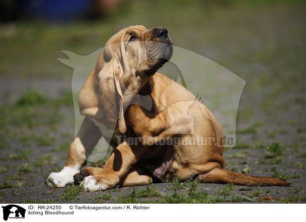 itching Bloodhound / RR-24250