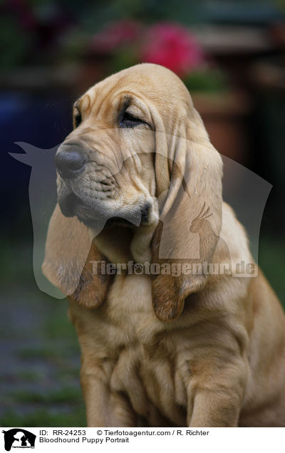 Bluthund Welpe Portrait / Bloodhound Puppy Portrait / RR-24253