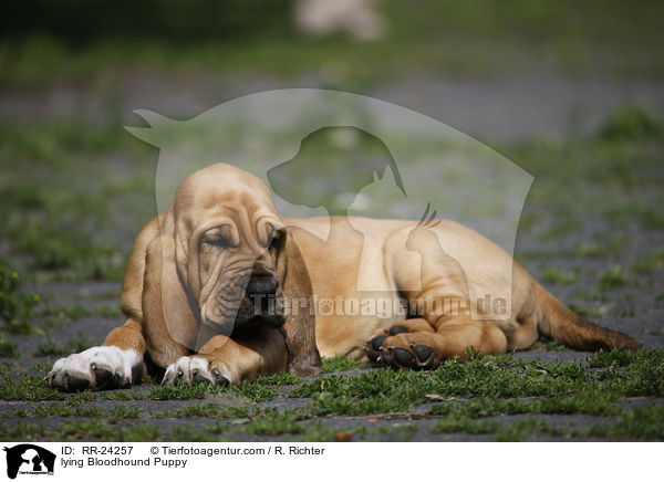 liegender Bluthund Welpe / lying Bloodhound Puppy / RR-24257