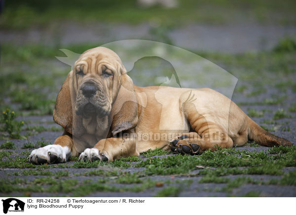 liegender Bluthund Welpe / lying Bloodhound Puppy / RR-24258