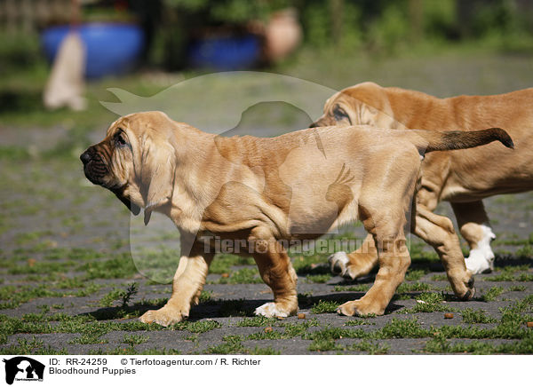 Bluthunde Welpen / Bloodhound Puppies / RR-24259