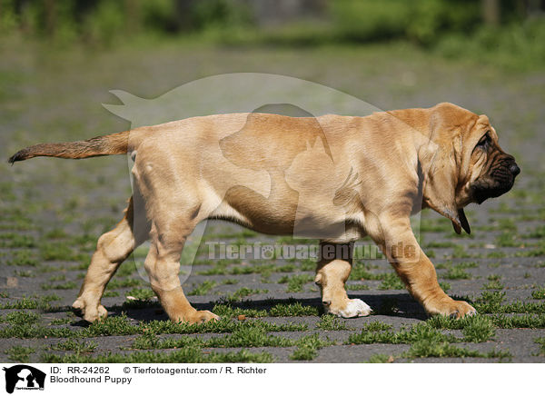 Bluthund Welpe / Bloodhound Puppy / RR-24262