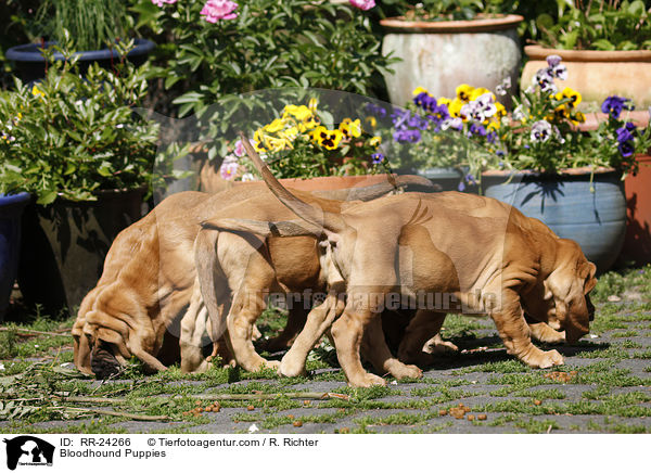 Bluthunde Welpen / Bloodhound Puppies / RR-24266