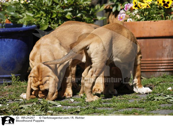 Bluthunde Welpen / Bloodhound Puppies / RR-24267