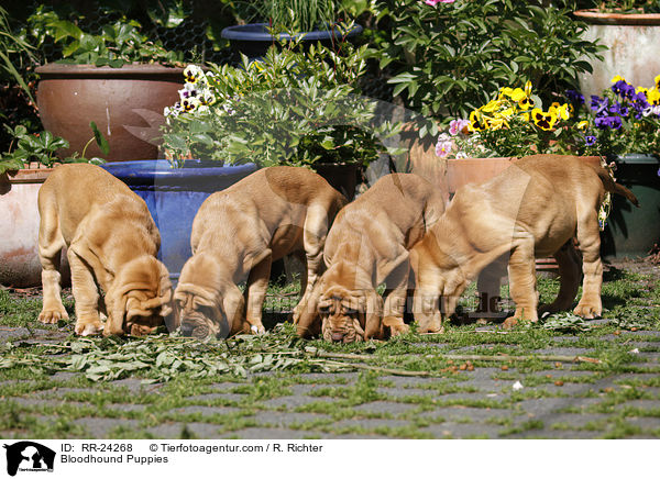 Bluthunde Welpen / Bloodhound Puppies / RR-24268