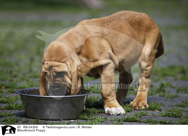 Bluthund Welpe / Bloodhound Puppy / RR-24269