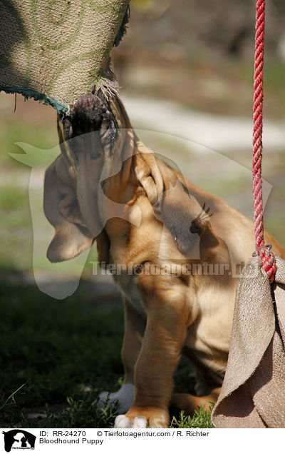 Bloodhound Puppy / RR-24270