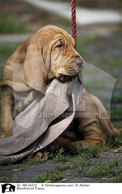 Bluthund Welpe / Bloodhound Puppy / RR-24272