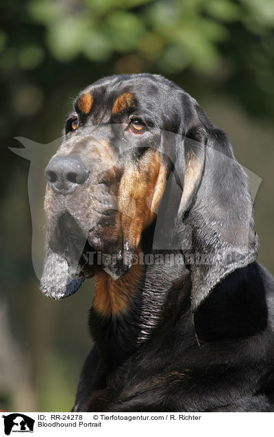 Bluthund Portrait / Bloodhound Portrait / RR-24278