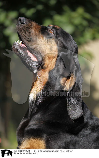 Bluthund Portrait / Bloodhound Portrait / RR-24279