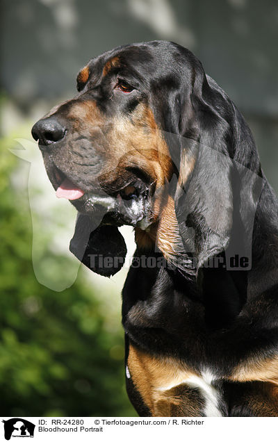 Bluthund Portrait / Bloodhound Portrait / RR-24280