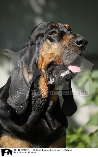 Bluthund Portrait / Bloodhound Portrait / RR-24281