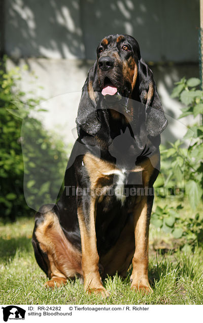 sitzender Bluthund / sitting Bloodhound / RR-24282