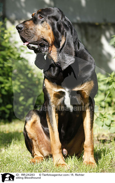 sitzender Bluthund / sitting Bloodhound / RR-24283