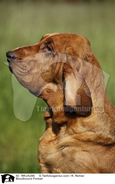 Bluthund Portrait / Bloodhound Portrait / RR-24286