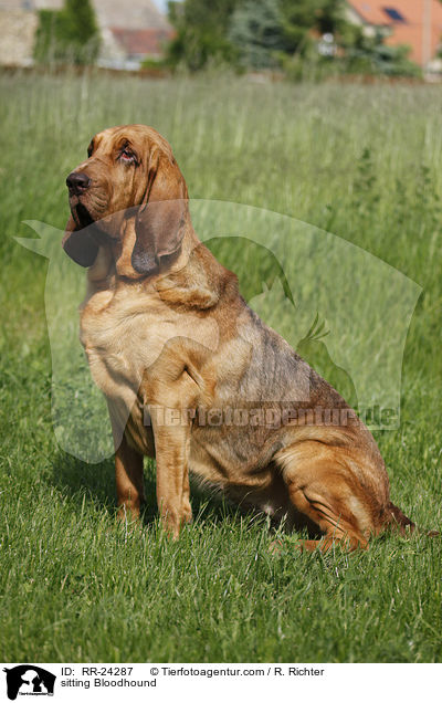 sitzender Bluthund / sitting Bloodhound / RR-24287