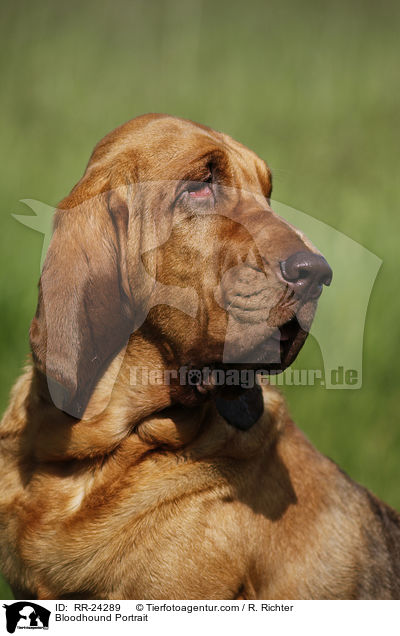 Bluthund Portrait / Bloodhound Portrait / RR-24289