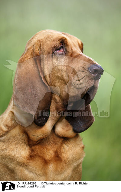 Bluthund Portrait / Bloodhound Portrait / RR-24292