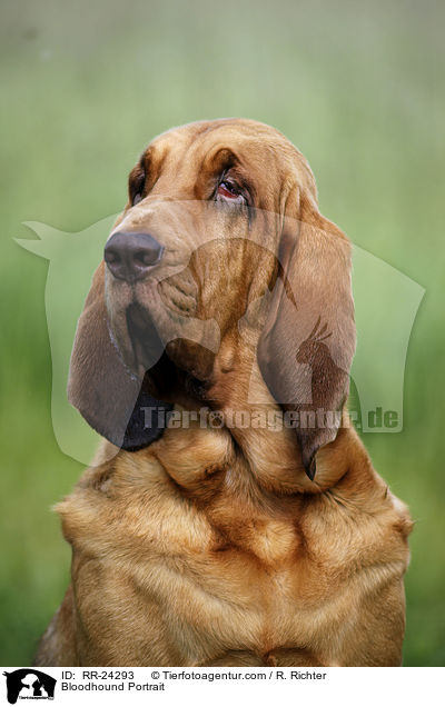 Bluthund Portrait / Bloodhound Portrait / RR-24293