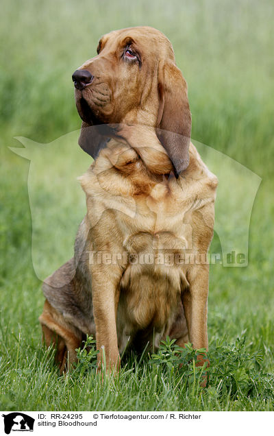 sitzender Bluthund / sitting Bloodhound / RR-24295