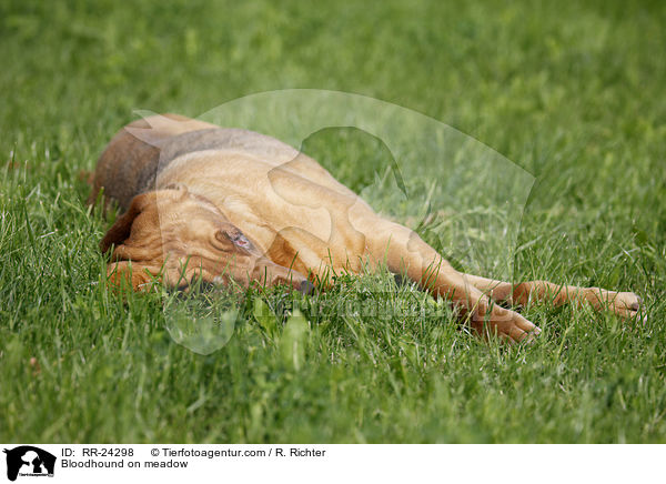 Bluthund auf Wiese / Bloodhound on meadow / RR-24298