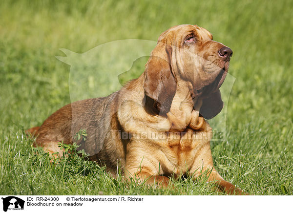 Bluthund auf Wiese / Bloodhound on meadow / RR-24300