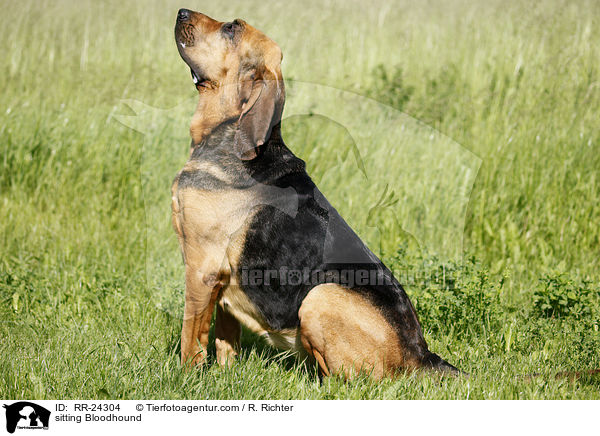 sitzender Bluthund / sitting Bloodhound / RR-24304