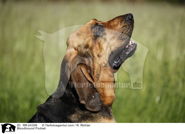 Bluthund Portrait / Bloodhound Portrait / RR-24306