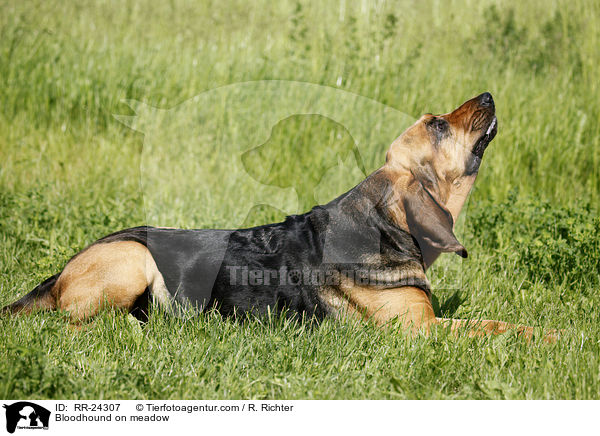 Bluthund auf Wiese / Bloodhound on meadow / RR-24307