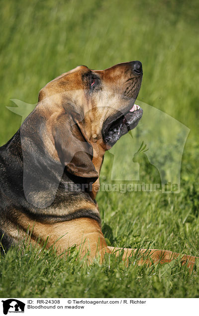 Bluthund auf Wiese / Bloodhound on meadow / RR-24308