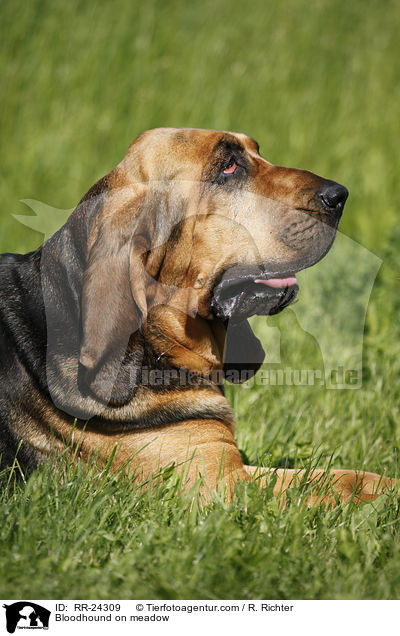 Bluthund auf Wiese / Bloodhound on meadow / RR-24309
