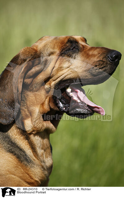 Bluthund Portrait / Bloodhound Portrait / RR-24310