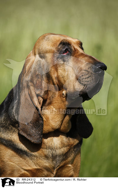 Bluthund Portrait / Bloodhound Portrait / RR-24312