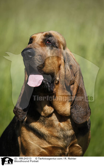 Bluthund Portrait / Bloodhound Portrait / RR-24313