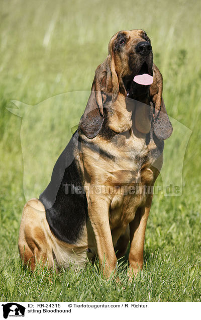 sitzender Bluthund / sitting Bloodhound / RR-24315