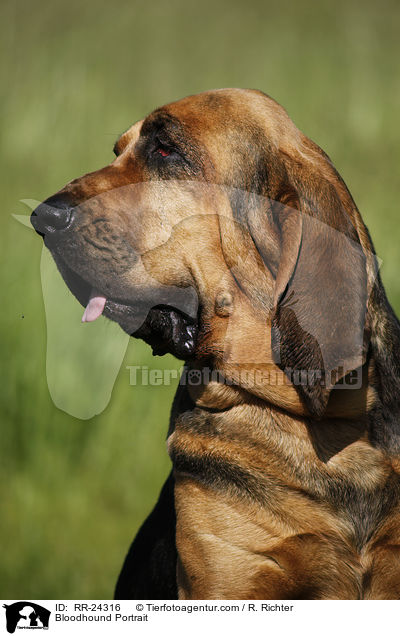 Bluthund Portrait / Bloodhound Portrait / RR-24316